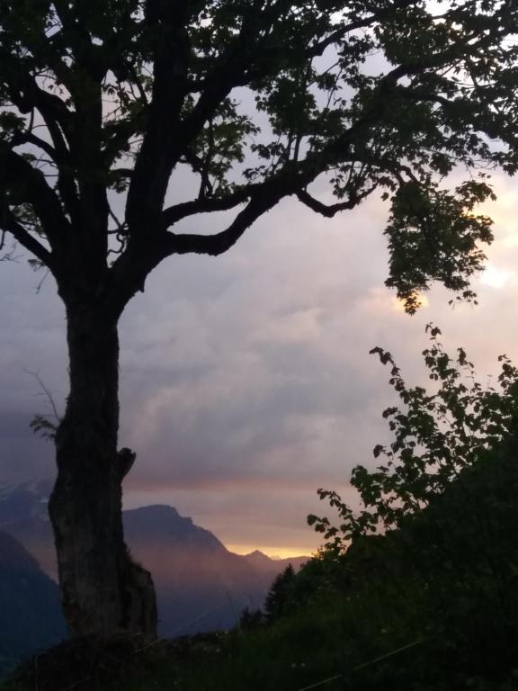 a tree on a hill with the sunset in the background at Chalet uf em Stutz 1 in Grindelwald