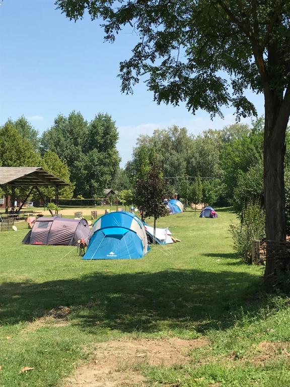 un grupo de tiendas de campaña en un campo con un árbol en Oliver Inn Camping, en Balatonlelle