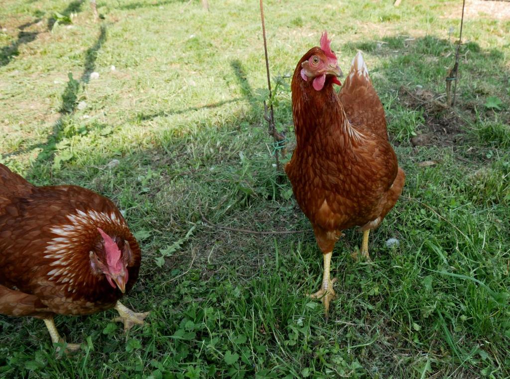 Zwierzęta w gospodarstwie agroturystycznym lub w pobliżu