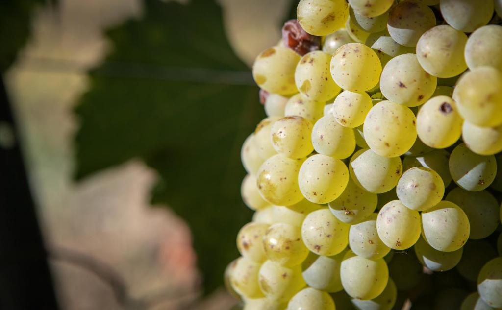 a bunch of white grapes on the vine at Vignoble Château Piéguë - winery in Rochefort-sur-Loire