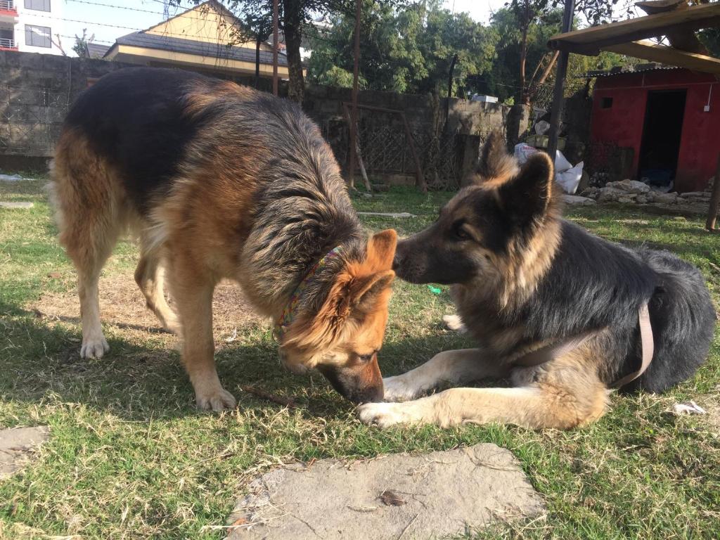 Animal o animals de companyia a Nepalaya Eco Hostel