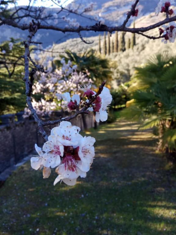 A garden outside Arco Climbing