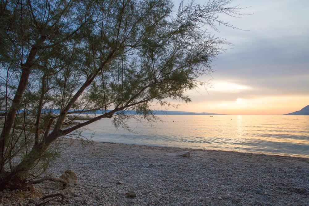 a beach with a tree and the ocean at sunset at Villa Franka in Brela