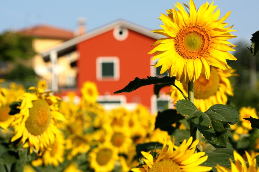 un champ de tournesols devant une grange rouge dans l'établissement b&b DOREMI, à Osimo