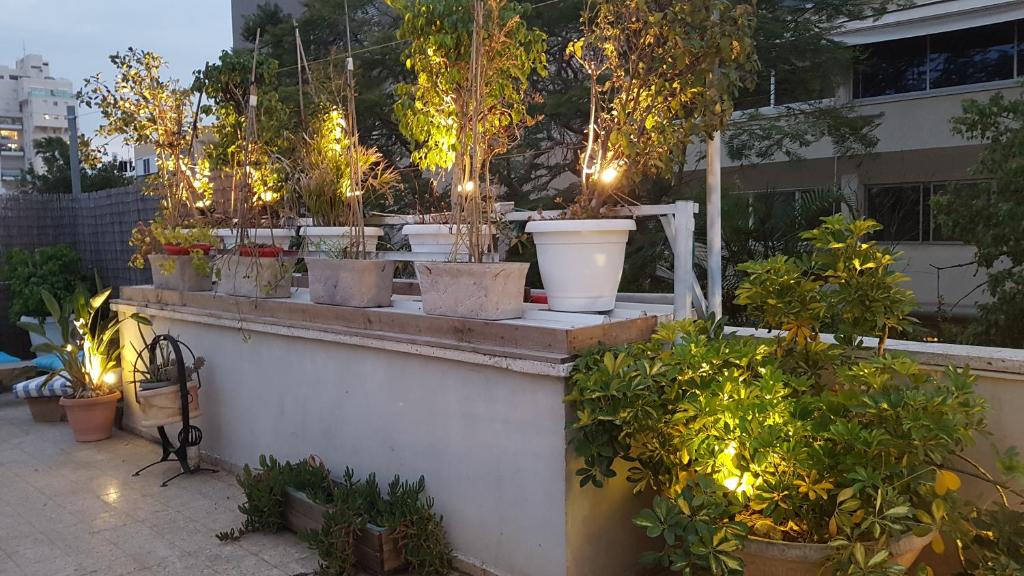Ein Haufen Topfpflanzen auf einem Gebäude mit Lichtern in der Unterkunft Roof APT W terrace garden,1BR 1BA in Tel Aviv