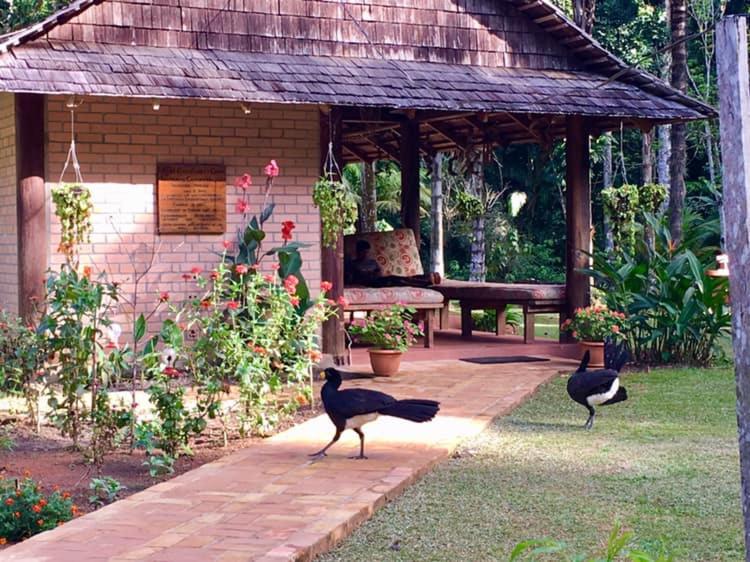 eine Gruppe von Vögeln, die vor einem Pavillon stehen in der Unterkunft ATTA Rainforest Lodge in Surumatra