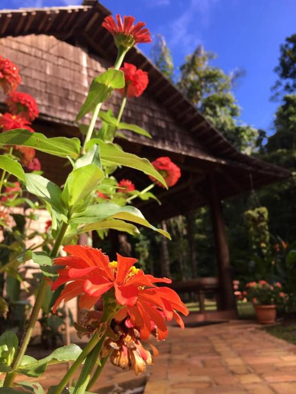 ATTA Rainforest Lodge