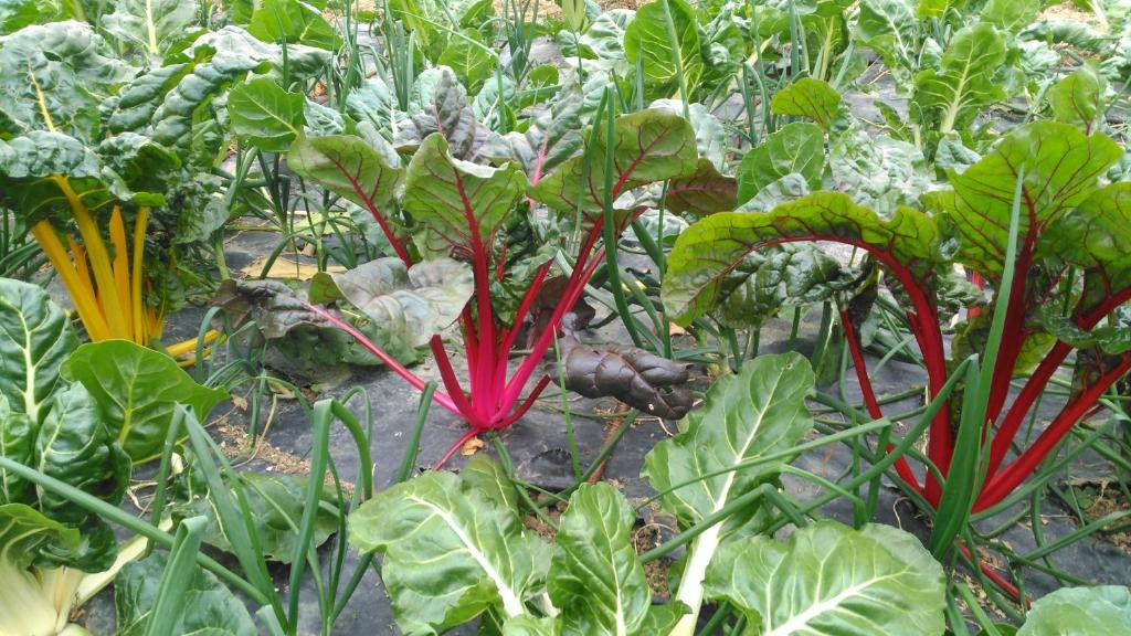 Jardín al aire libre en Casa Rural Aristondo Agroturismo