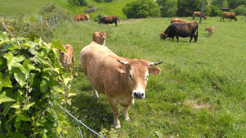 Animales en the country house o alrededores
