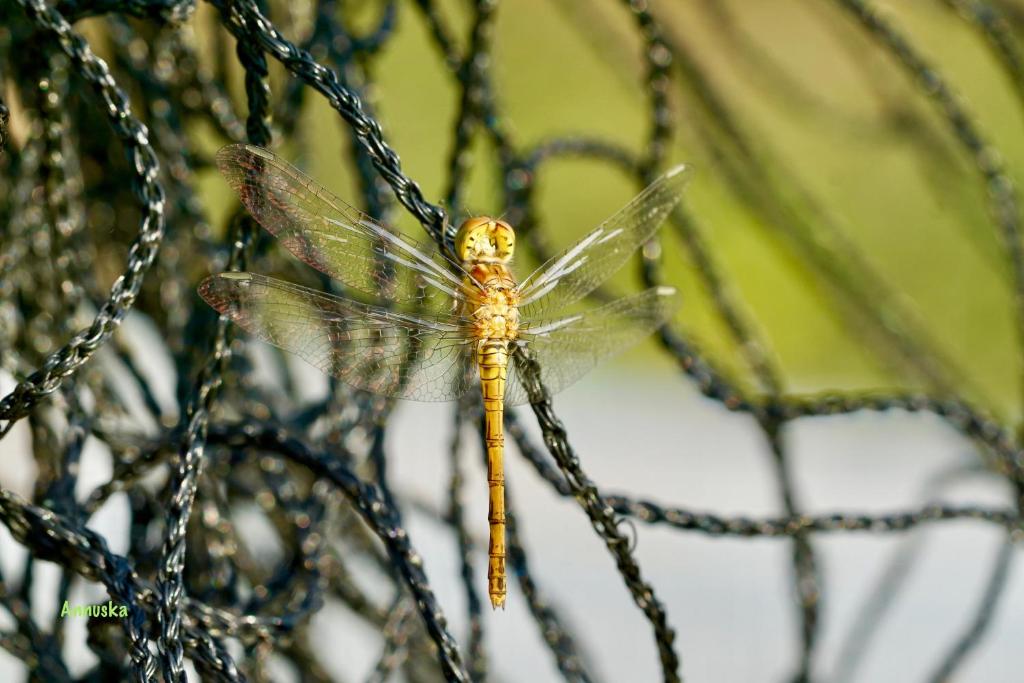 a dragonfly is sitting on a tree branch at pipowagen Blagour midden in de natuur in Lachapelle-Auzac