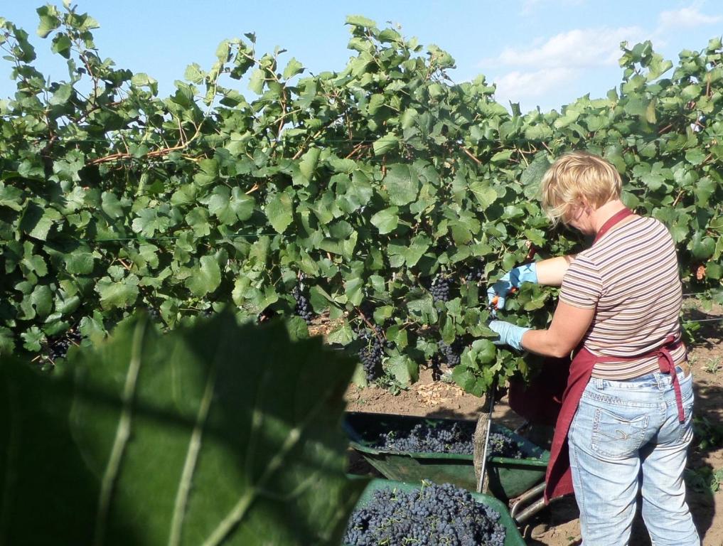 Hosté ubytování Hotel Weingut Rosenhof