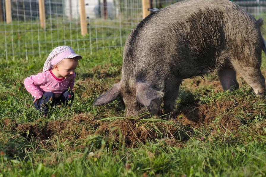 Ein kleines Mädchen spielt im Gras neben einem Schaf in der Unterkunft Bio-Bauernhof Wilfling in Miesenbach