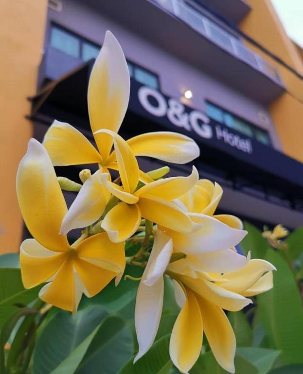 Fotografie z fotogalerie ubytování O&G Hotel Parit Buntar v destinaci Parit Buntar