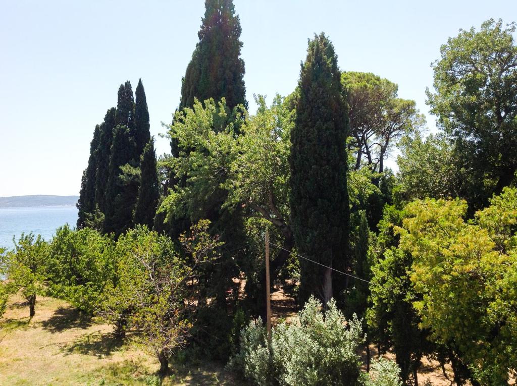 un groupe d'arbres et de buissons à côté de l'eau dans l'établissement Palmaja, à Kaštela