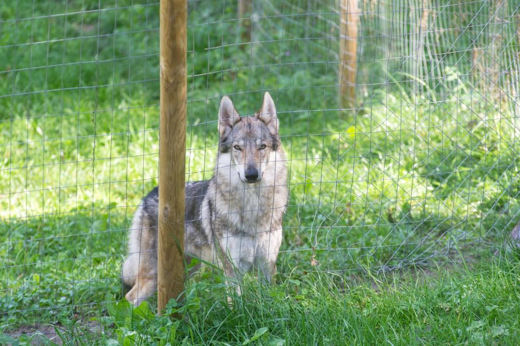 Zwierzęta zatrzymujące się w obiekcie APPARTAMENT La locanda delle pulci Bio Welness