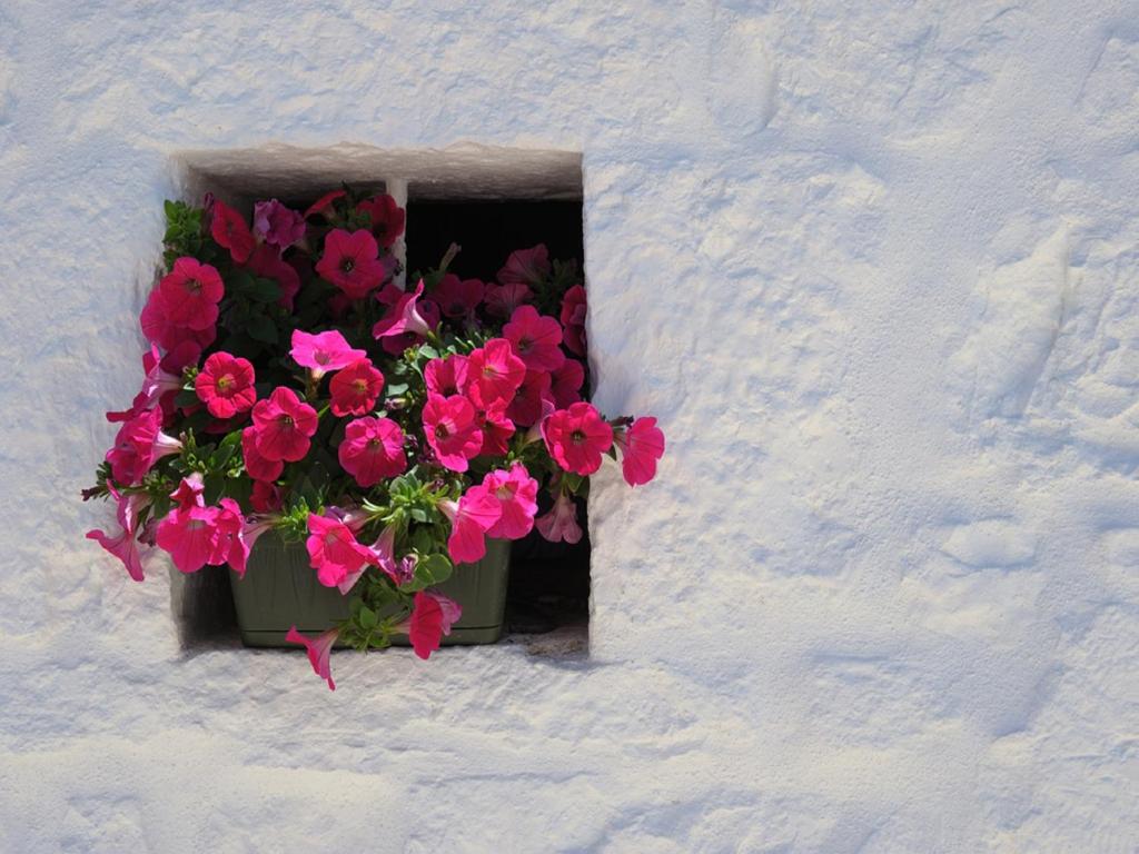 Fotografie z fotogalerie ubytování Romantic Trulli v Alberobellu