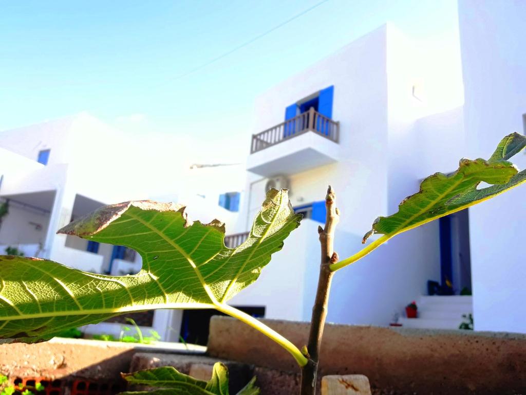 a green plant in front of a white building at Larinaki's Studios No3 in Amorgos