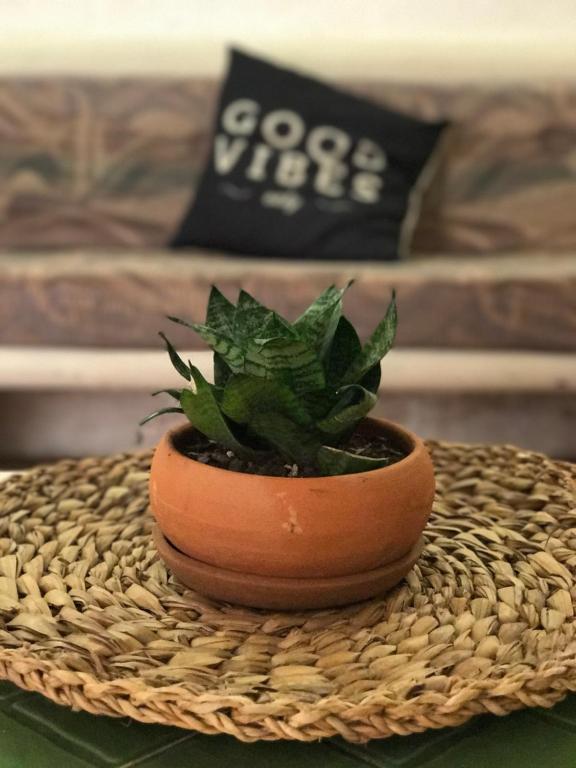 una pequeña planta en una olla sentada en una mesa en Apartamento Bizantino en Cozumel