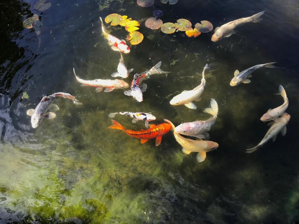 a group of koi fish swimming in a pond at My Big Art Project in Santa Rosa