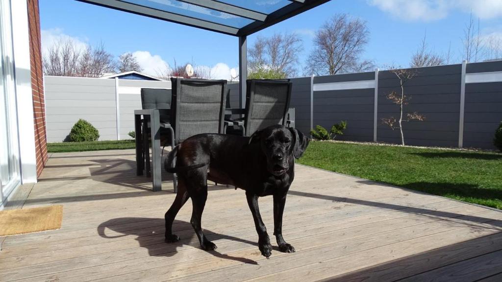ドルヌムにあるFerienhaus Plattfischの黒犬が中庭に立っている