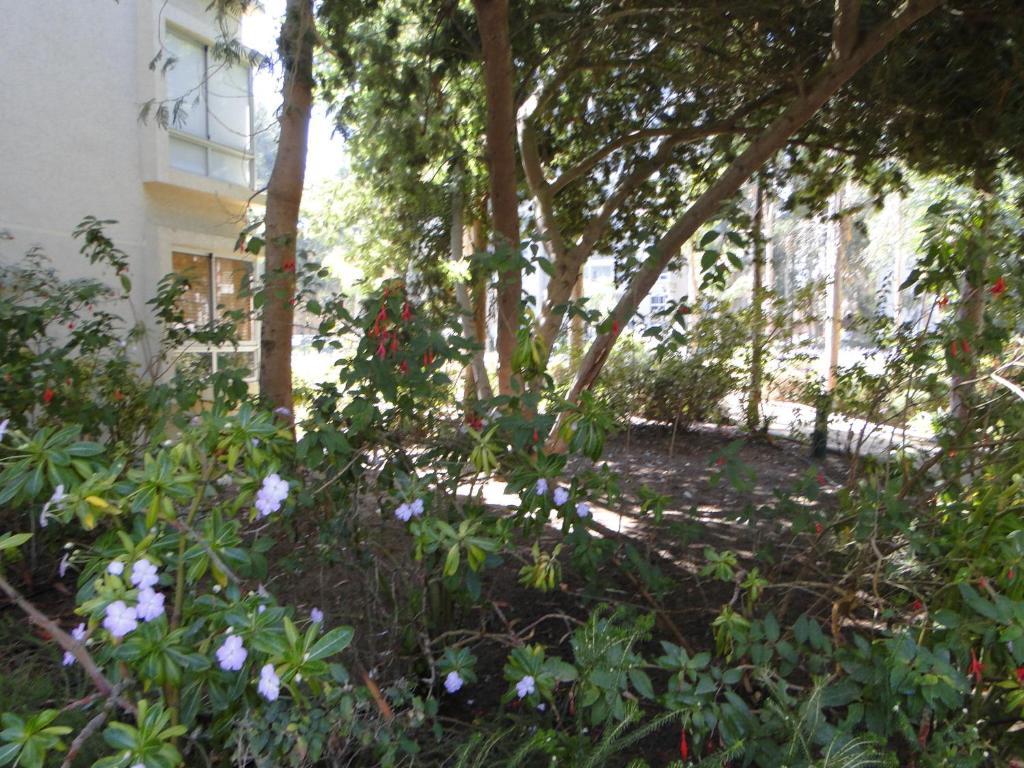 Zahrada ubytování COSTA ALGARROBO