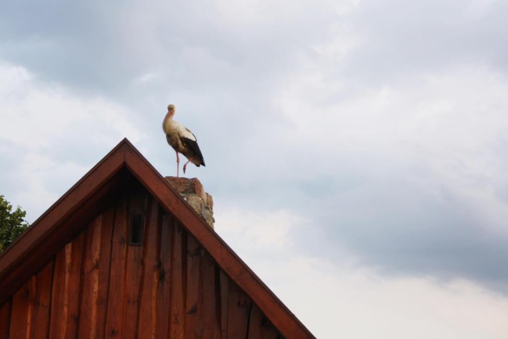 Zvieratá na farme alebo blízkom okolí