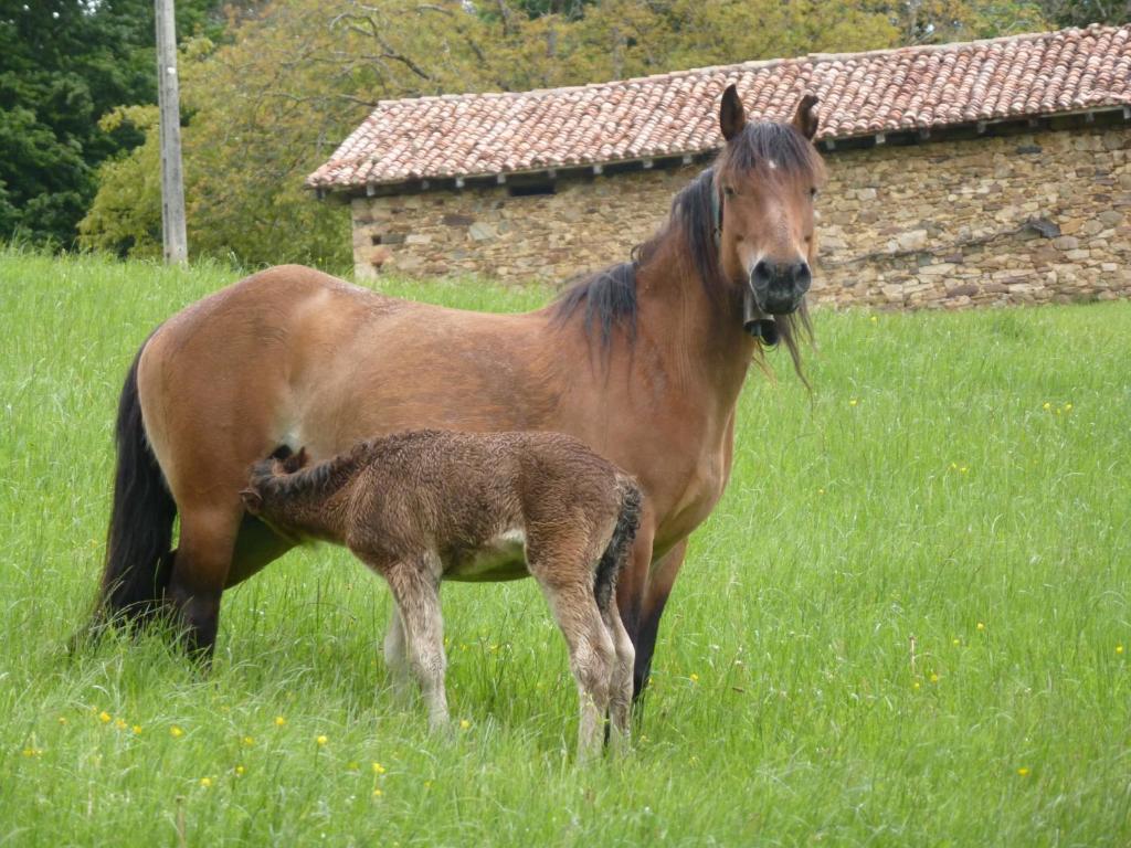 Zvířata v penzionu nebo okolí