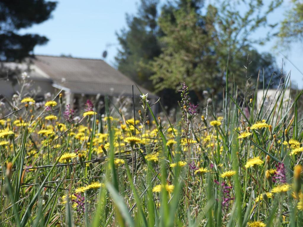 un campo de flores frente a una casa en La Ruella, en Cerviá