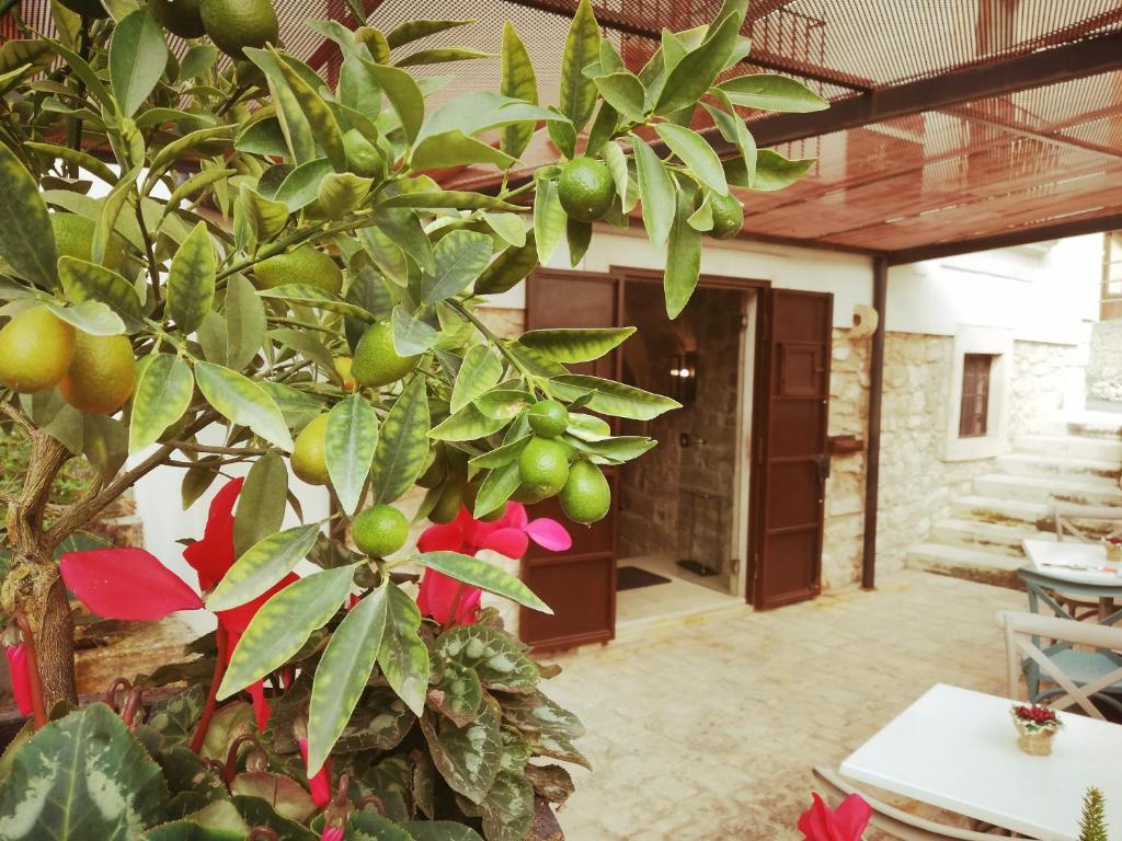 Zahrada ubytování Terrazzani Suite