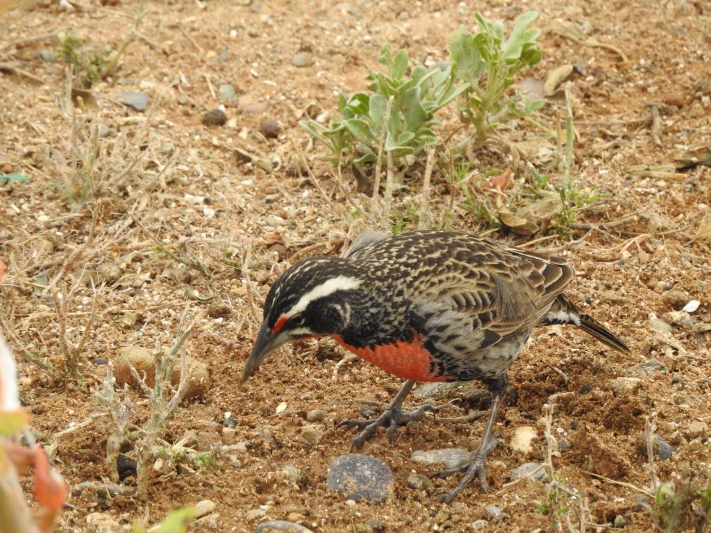 Un uccello che si stende per terra nella terra di Agradable Casa en Condominio Prados del Mar Tongoy a Tongoy