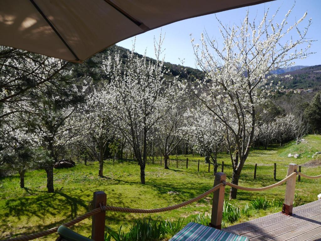 a view of a field with trees with white flowers at Le Chalet in Prémian