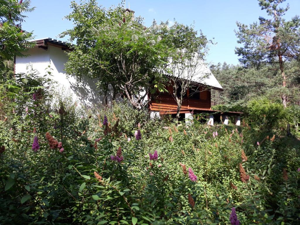 ein Haus inmitten eines Blumenfeldes in der Unterkunft Leśna Polana in Górzno