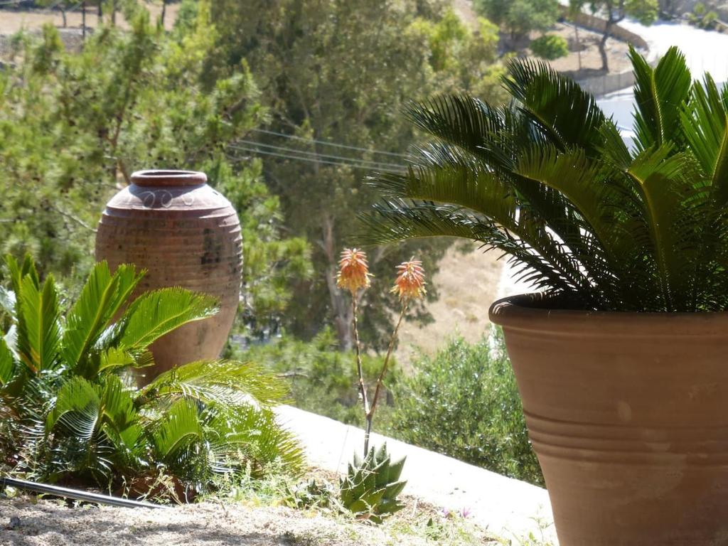 two large pots with plants in a garden at Aperi View in Karpathos