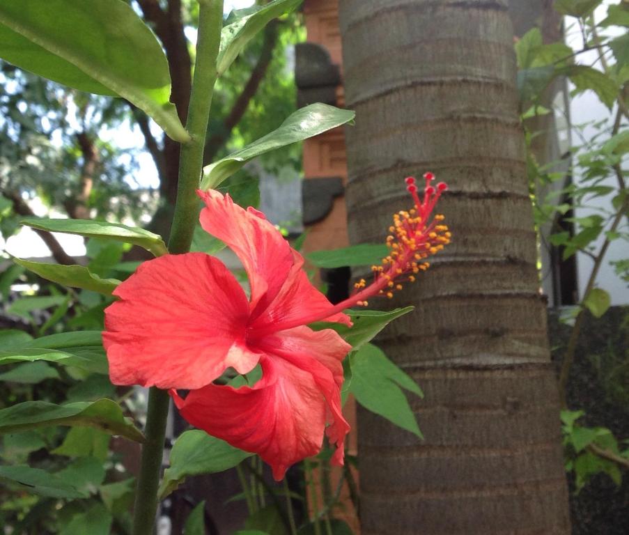 Zahrada ubytování Gili Nyepi