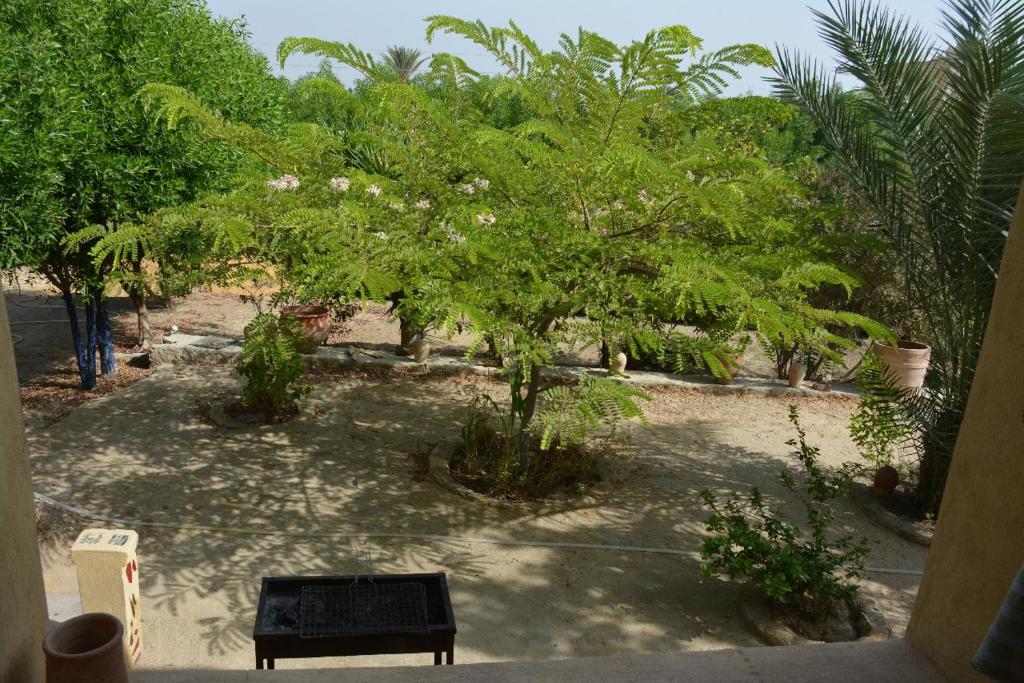 Zahrada ubytování villa tunis village