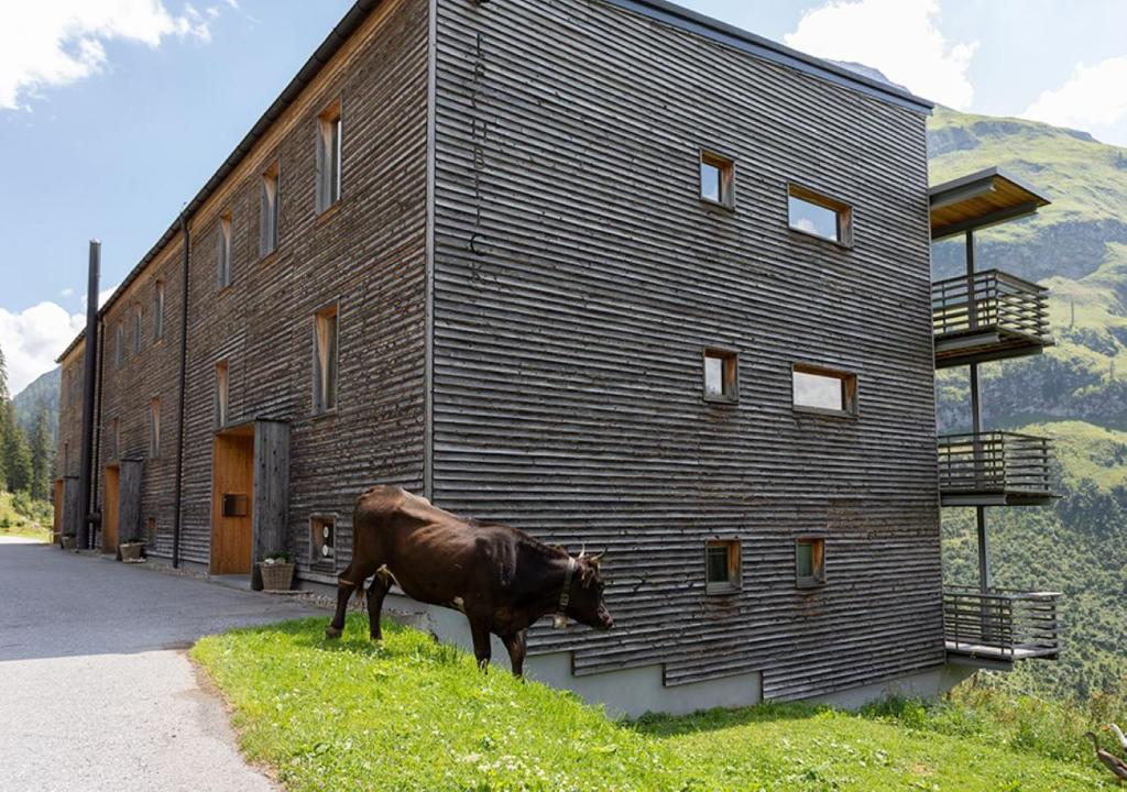 a cow standing in front of a building at Lechblick Appartement in Warth am Arlberg
