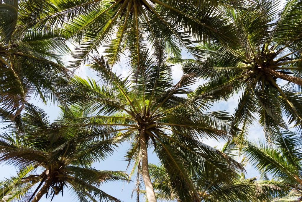 Fotografie z fotogalerie ubytování Turtle Bay Boutique Hotel v Tangalle