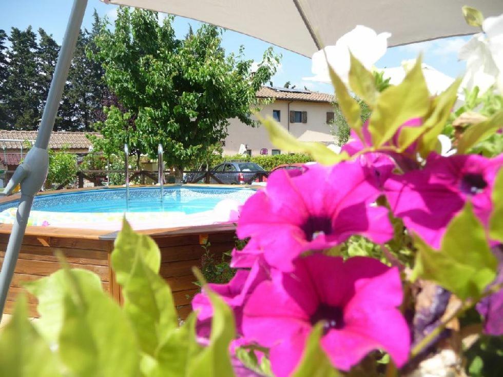 un groupe de fleurs roses en face d'une piscine dans l'établissement B&B Pergolato di Sotto, à San Casciano in Val di Pesa