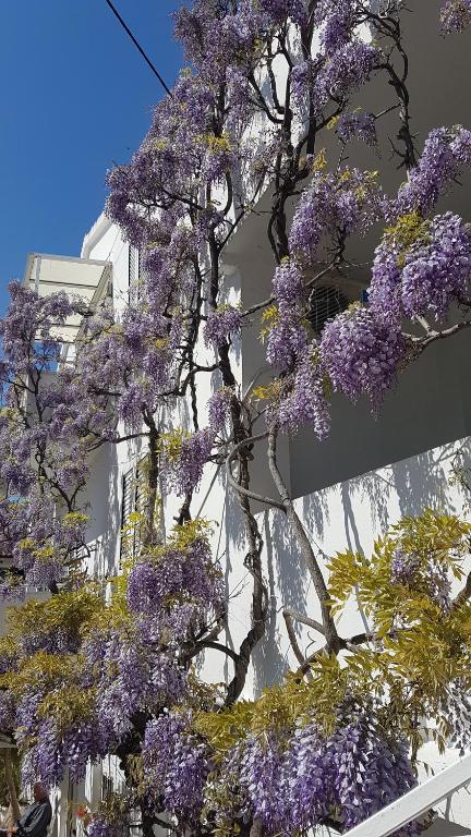 Fotografie z fotogalerie ubytování Apartmani Šurlin v destinaci Hvar