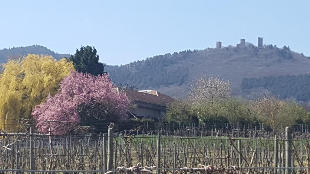 Fleur de Vigne – photo 37