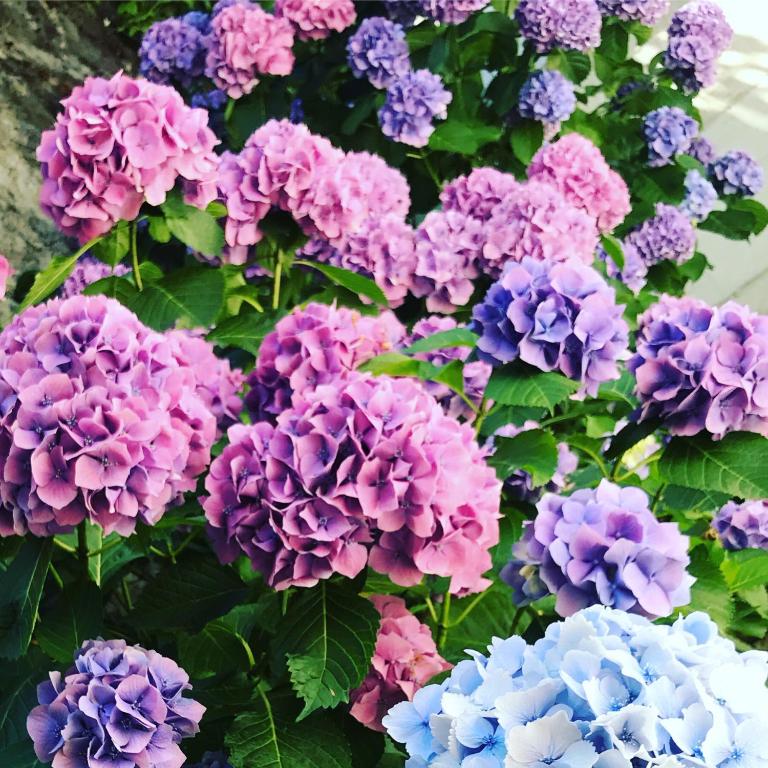 A garden outside Romeo