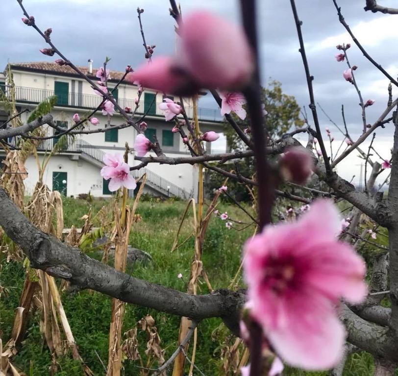 Vonkajšia záhrada v ubytovaní Casa Rosario