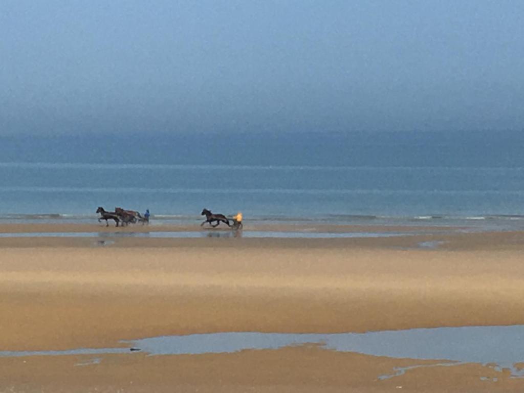 un gruppo di cavalli che camminano sulla spiaggia di Chez Fany et Ben a Cabourg