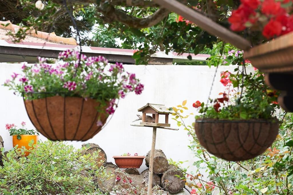 Zahrada ubytování Beija-Flor House