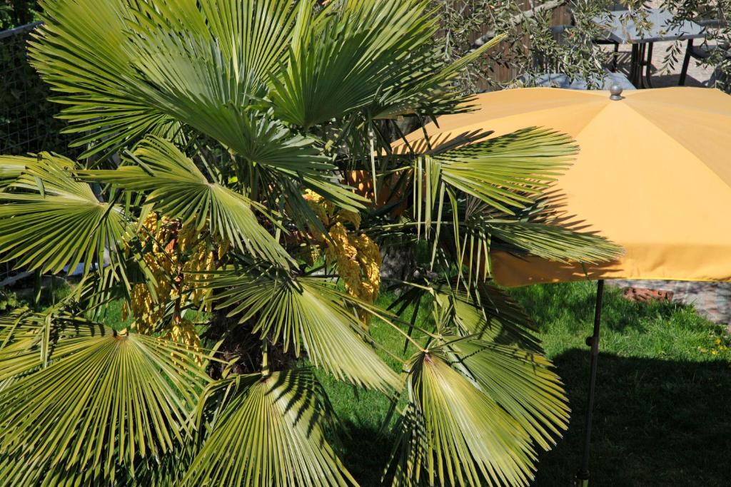 Zahrada ubytování Hotel Jardis