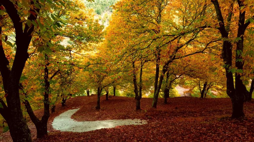 un camino a través de un bosque de otoño con árboles en Casas Rurales El Viejo Castaño - Valle Del Genal, en Pujerra