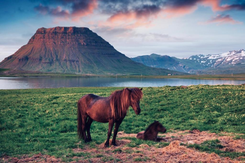a horse and a foal in a field with a mountain at Experience Beautiful Iceland in Ólafsvík