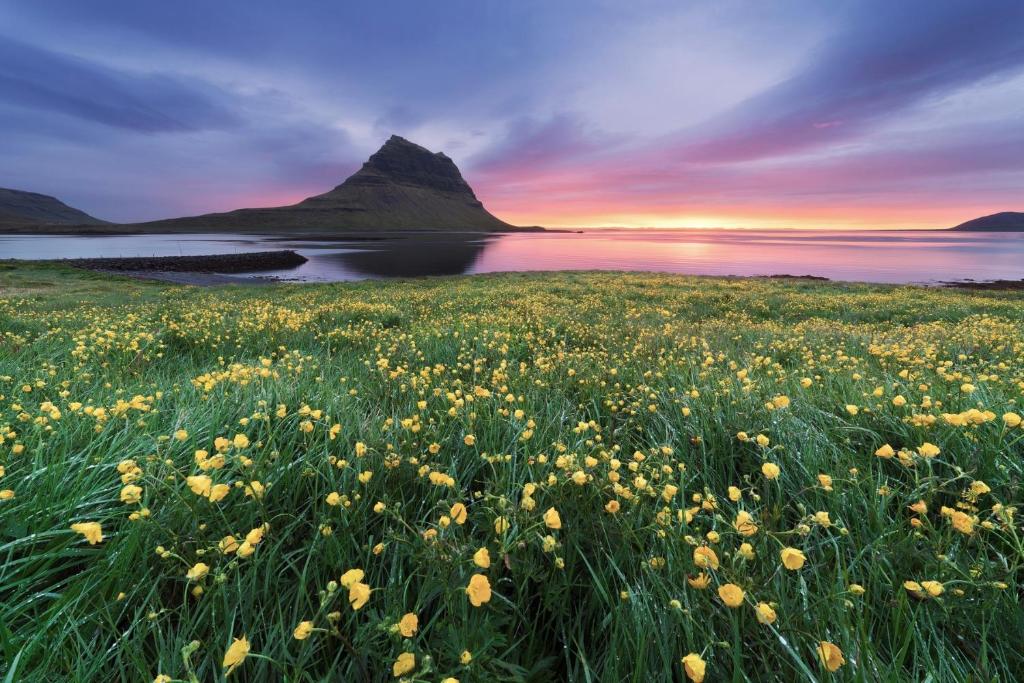 a field of flowers with a mountain in the background at Experience Beautiful Iceland in Ólafsvík