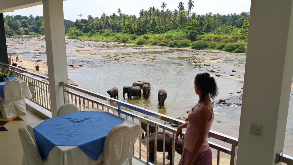 a woman standing on a balcony looking at elephants in the water at Hotel Pinnalanda in Pinnawala