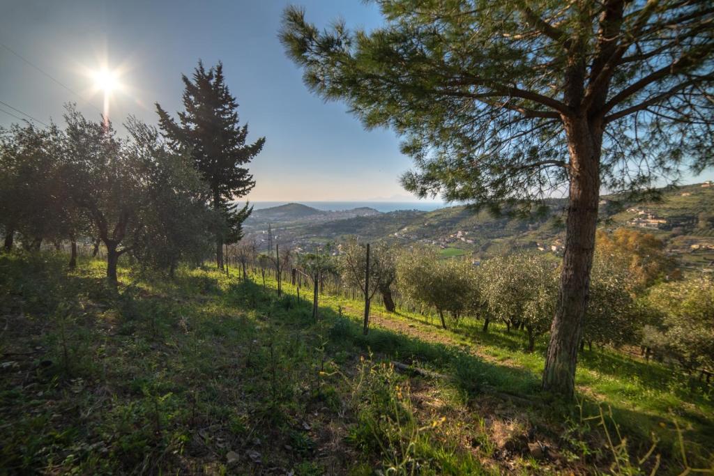a hillside with a tree and the sun in the background at Villa Pandora in Agropoli